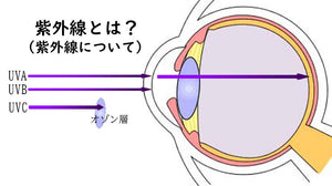 眼への紫外線の影響はどのようなものか？
